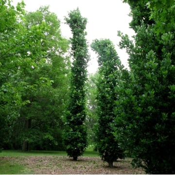 Kindred Spirit® Oak