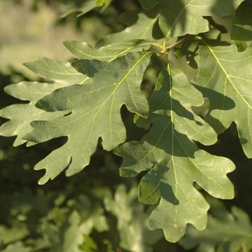 White Oak