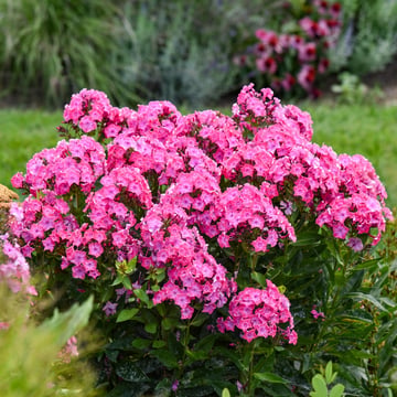 Luminary® Pink Lightning Tall Garden Phlox