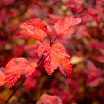 Savannah Sunset™ Ninebark