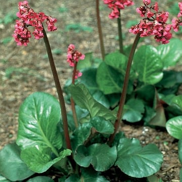Rotblum Bergenia