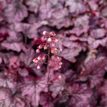 Primo® Wild Rose Coral Bells