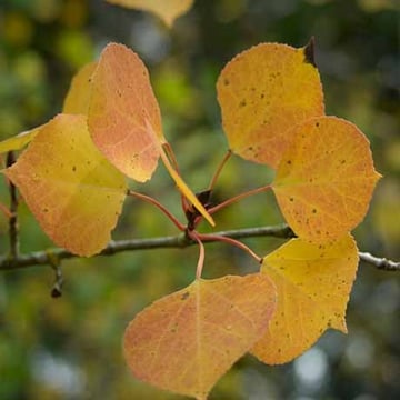 Quaking Aspen (single trunk)