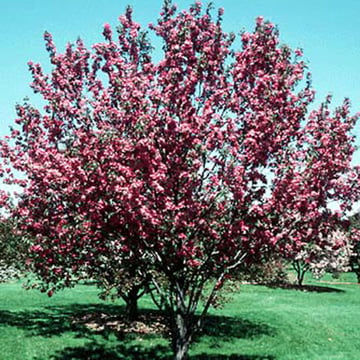 Red Barron Crabapple