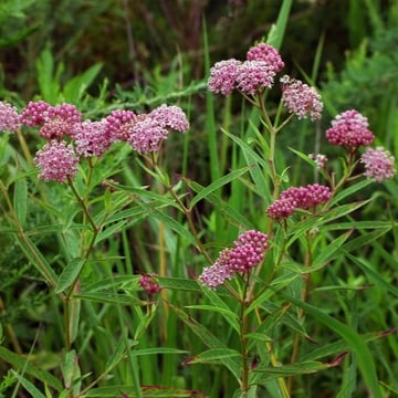 Swamp Milkweed