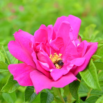 Purple Pavement Rose