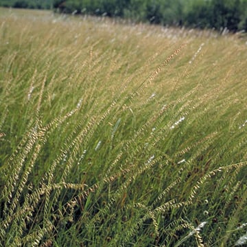 Side Oats Grama Grass