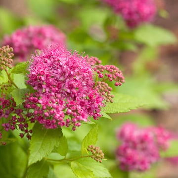 Double Play® Big Bang® Spirea