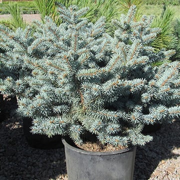 Globe Blue Spruce (Shrub Form)
