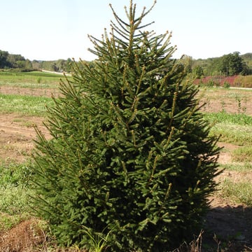 Norway Spruce