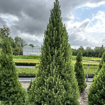 Spruce It Up™ Spruce