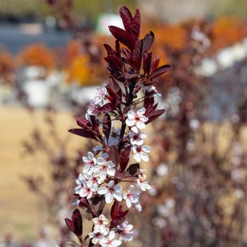 Stay Classy™ Purpleleaf Sandcherry