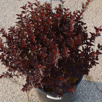 Sweet Cherry Tea™ Ninebark
