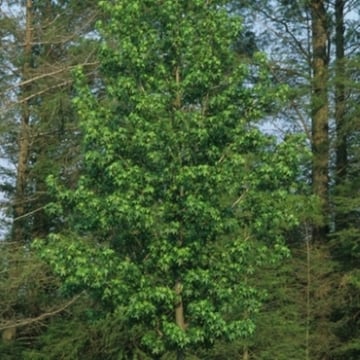 Worplesdon Sweetgum