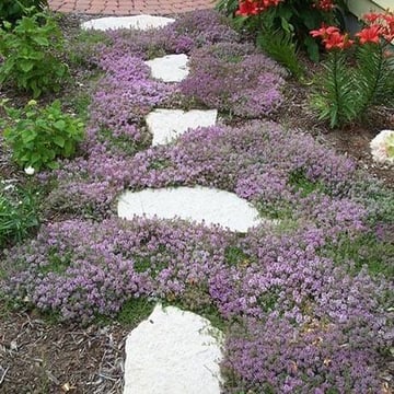 Creeping Thyme mature