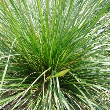 Tufted Hair Grass