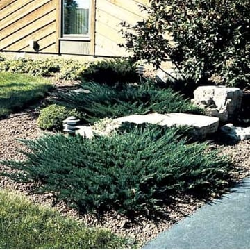Wisconsin Juniper