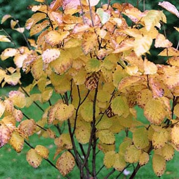 Common Witchhazel