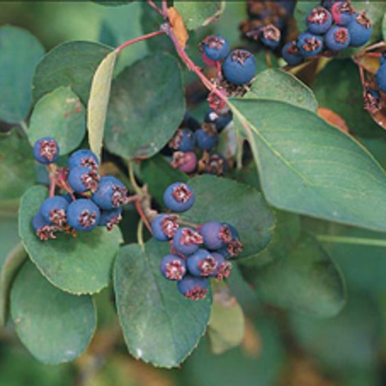 camilvy photinia Glanzmispel 'Camilvy' - Photinia x fraseri Camilvy