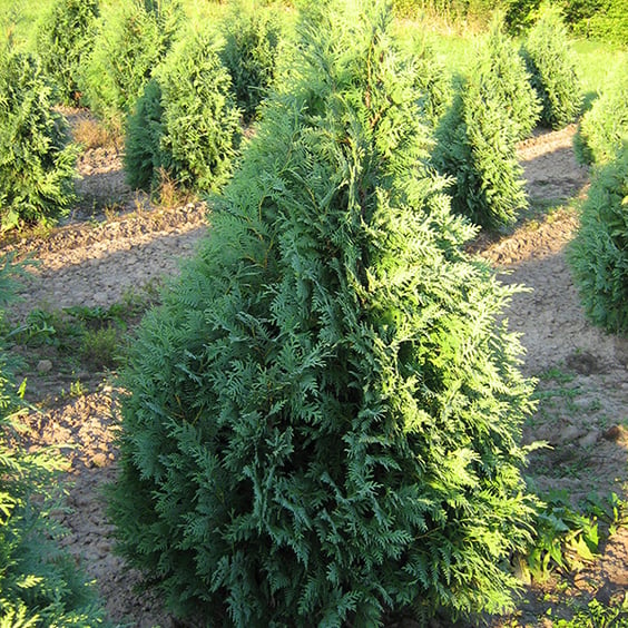 Dark Green Arborvitae (Nigra) for Sale | McKay Nursery