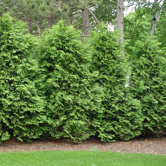 afrikanische zimmerpflanze Hydro Kingsize Afrikanischer Feigenbaum, 110-120cm  Green Me Up