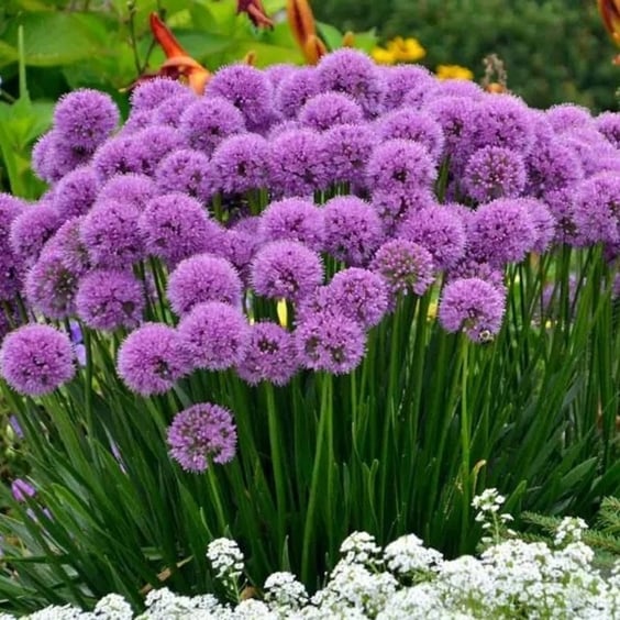 McKay Nursery Millenium Allium - Thumbnail 3