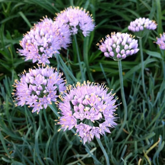 McKay Nursery Allium