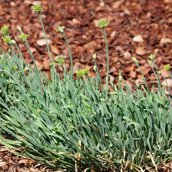 McKay Nursery Allium - Thumbnail 2