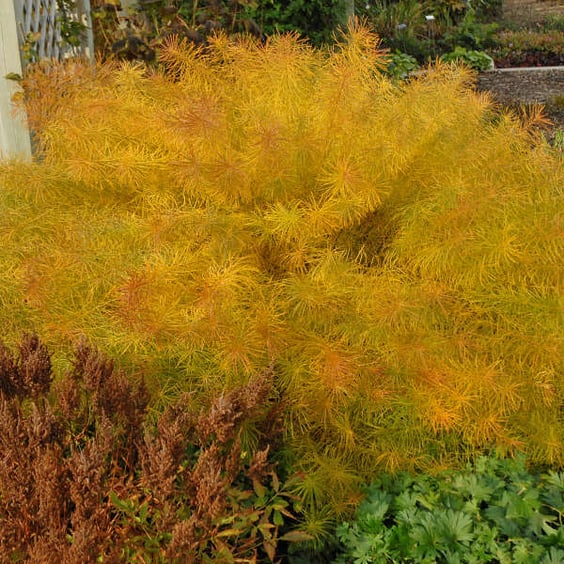 McKay Nursery Threadleaf Bluestar Amsonia - Thumbnail 2