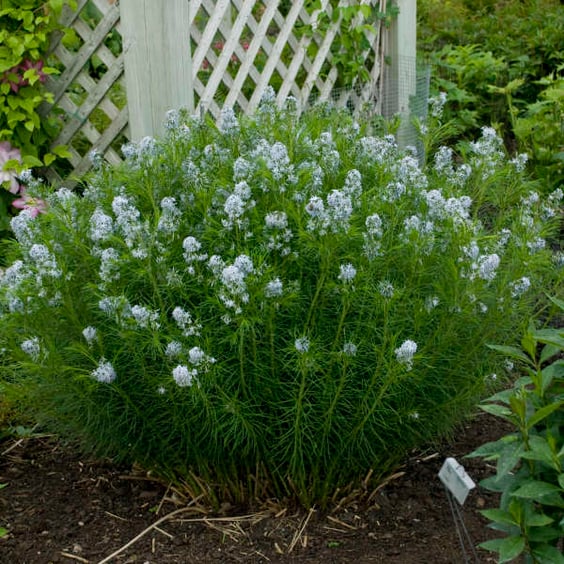 McKay Nursery Threadleaf Bluestar Amsonia