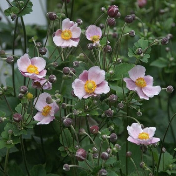Pink Windflower | McKay Nursery
