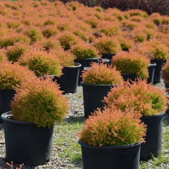 Arborvitae Fire Chief 3 Gallon