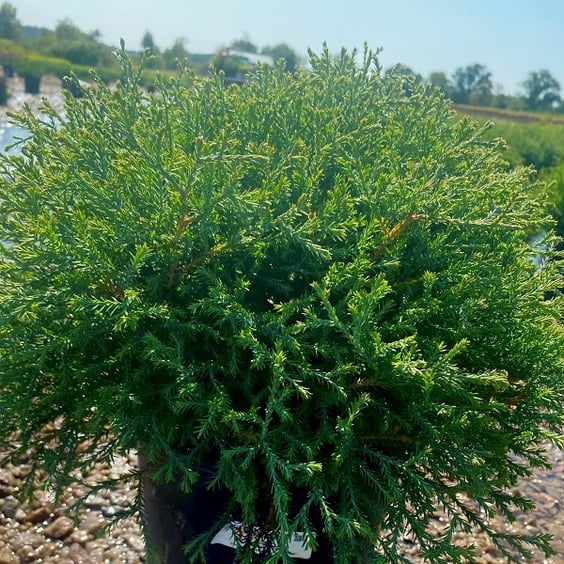 Mr. Bowling Ball Arborvitae | McKay Nursery