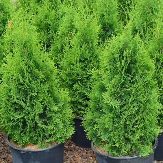 thuja unterschiede Thuja occidentalis 'Smaragd' Konifere (Lebensbaum) | 60-80 cm mit  Wurzelballen