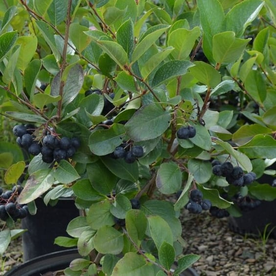 Viking Chokeberry | Aronia Berries | McKay Nursery