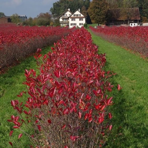 Viking Chokeberry | Aronia Berries | McKay Nursery