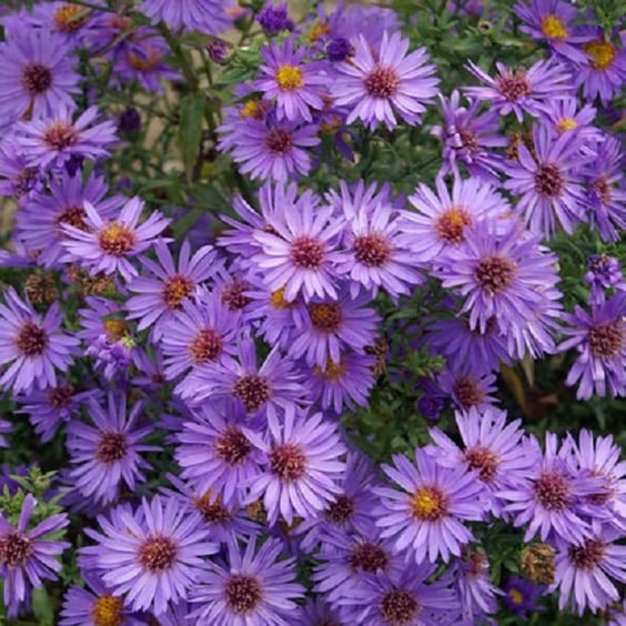 McKay Nursery Wood's Aster - Thumbnail 2
