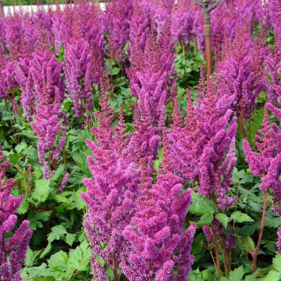 Visions Astilbe - Thumbnail 3