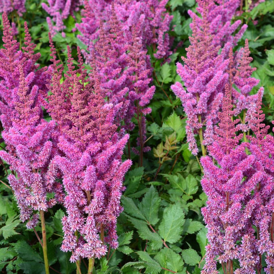 Visions Astilbe - Thumbnail 4