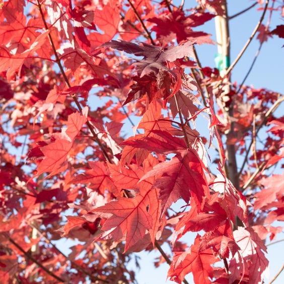 McKay Nursery Autumn Blaze Maple - Thumbnail 2