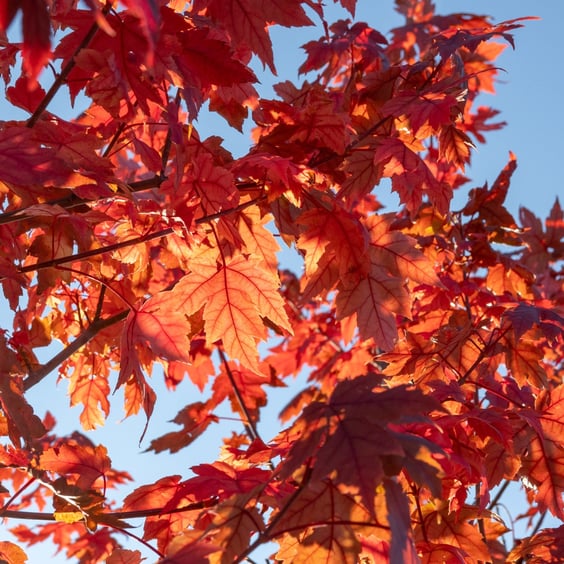 McKay Nursery Autumn Blaze Maple