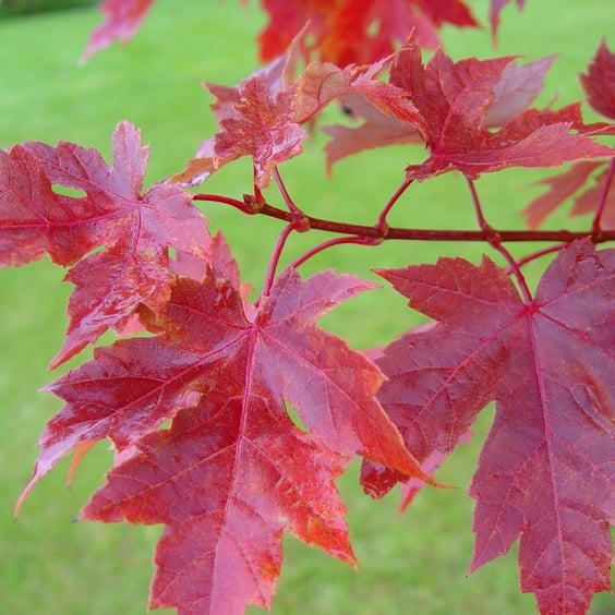McKay Nursery Autumn Blaze Maple - Thumbnail 5