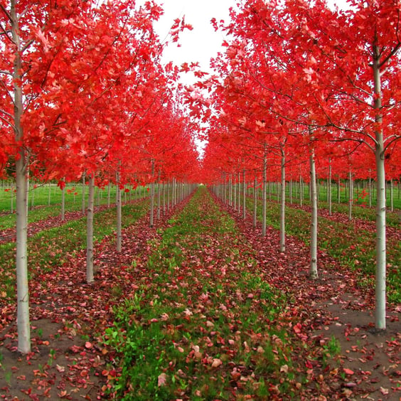 McKay Nursery Autumn Blaze Maple - Thumbnail 3