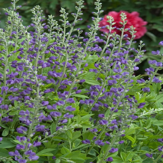 McKay Nursery False Indigo - Thumbnail 2