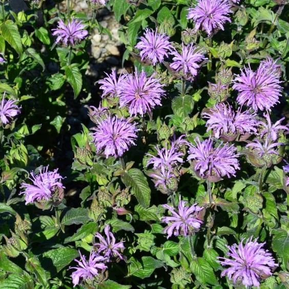 McKay Nursery Blue Moon Bee Balm