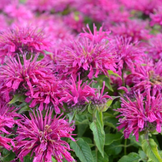 Sugar Buzz Monarda Gumball