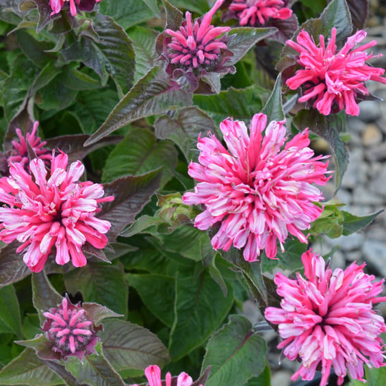 Pardon My Cerise Beebalm Perennial | McKay Nursery