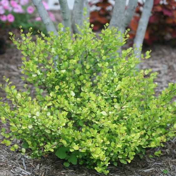 Cesky Gold® Dwarf Birch Tree | McKay Nursery
