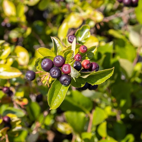 McKay Nursery Chokeberry - Thumbnail 3