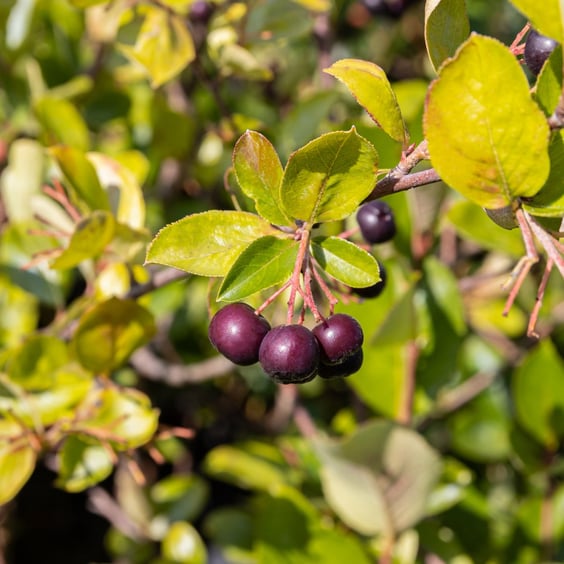McKay Nursery Chokeberry - Thumbnail 2